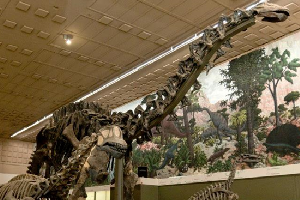 Yale Peabody Museum